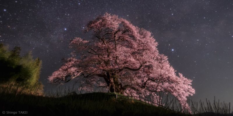 Immagine di un grande albero di ciliegio in fiore sotto un cielo stellato